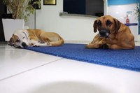 Audiência Pública vai debater a situação dos animais abandonados no município