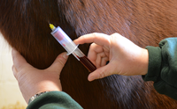 Vereadores recomendam realização de exames para controle da Anemia Infecciosa Equina e Mormo nos animais