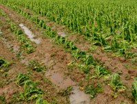 Vereadores solicitam ao Executivo levantamento dos prejuízos causados nas lavouras pelas chuvas